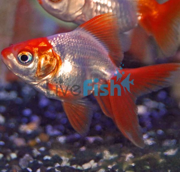 Red & White Ryukin 5cm