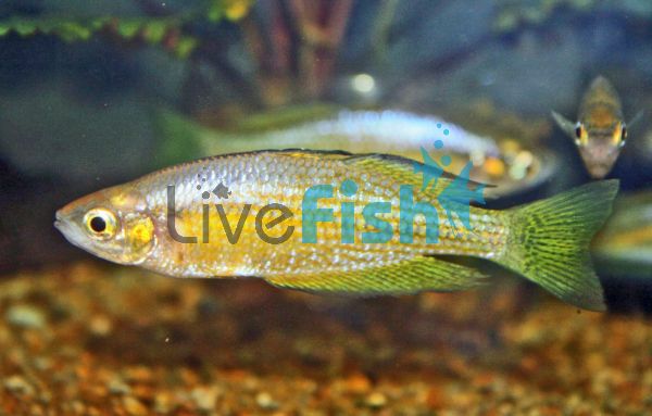 Finke River Rainbow 5cm