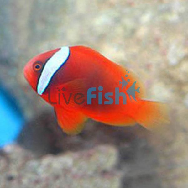 Fire Clownfish Tomato - Large