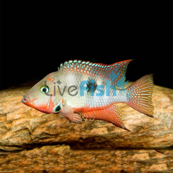 Firemouth Cichlid 4.5cm