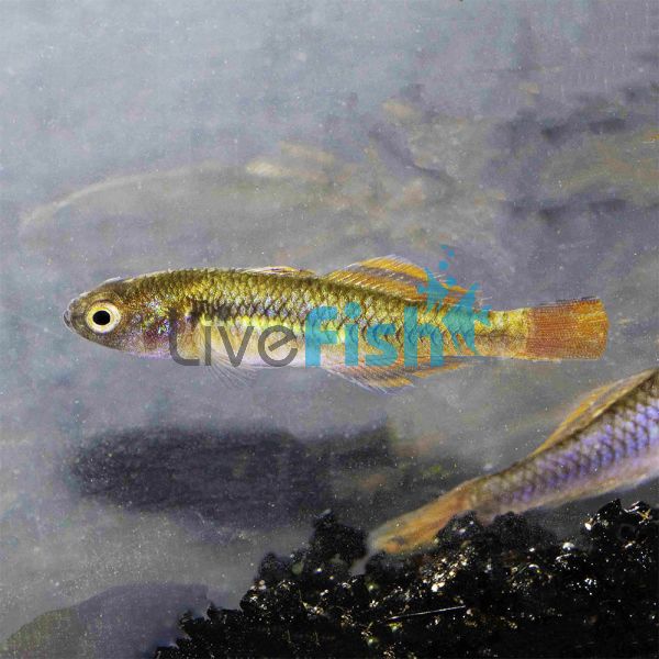 500 x Live Feeder - Gudgeon (2-3cm)