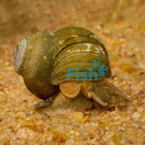 Fitzroy River Snail - Medium