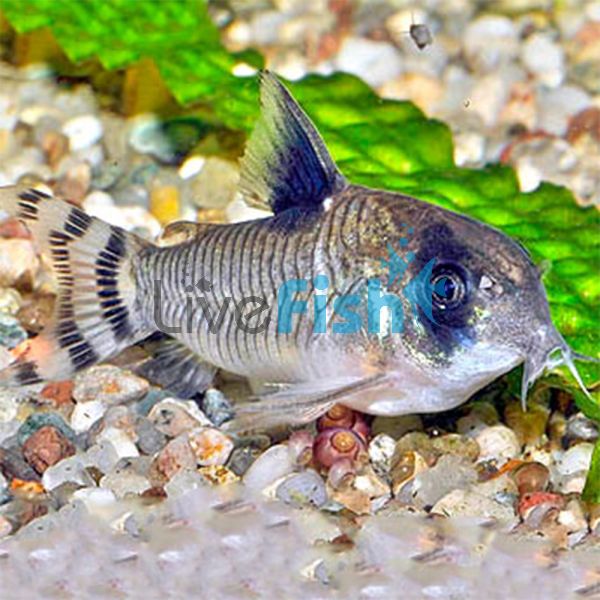 Flag Tailed Panda Cory 3cm