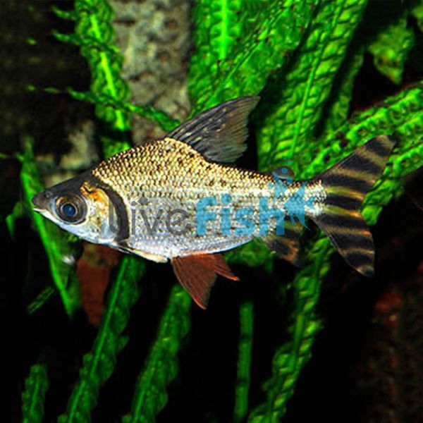 Flagtail Prochilodus Red Finned - Wild Caught 7cm