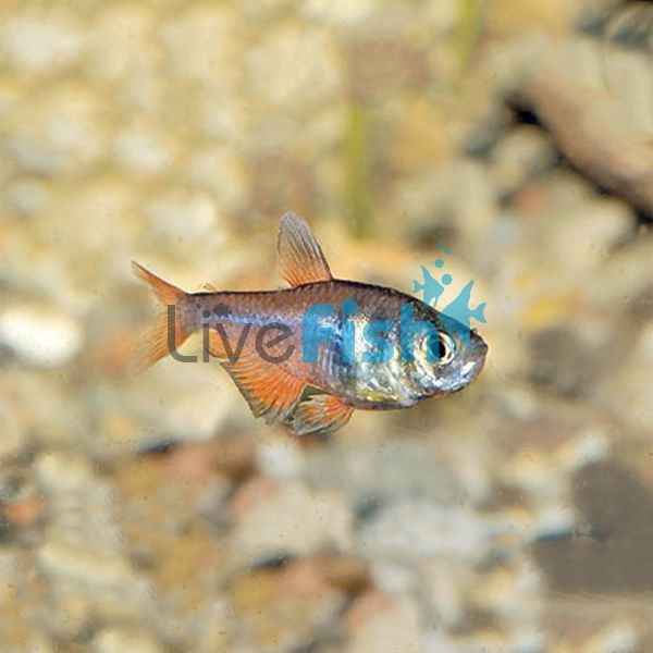 Flame Tetra 2.5cm