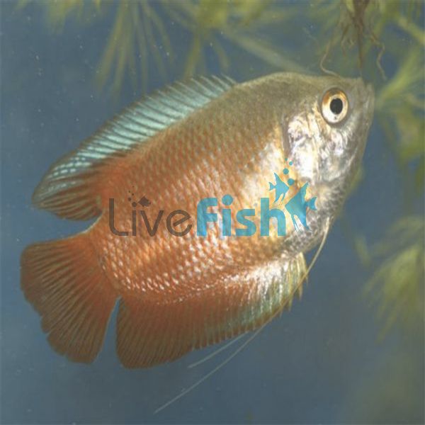 Male Flame Dwarf Gourami 5cm 