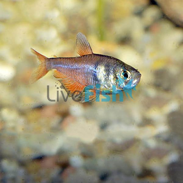 Flame Tetra 2cm