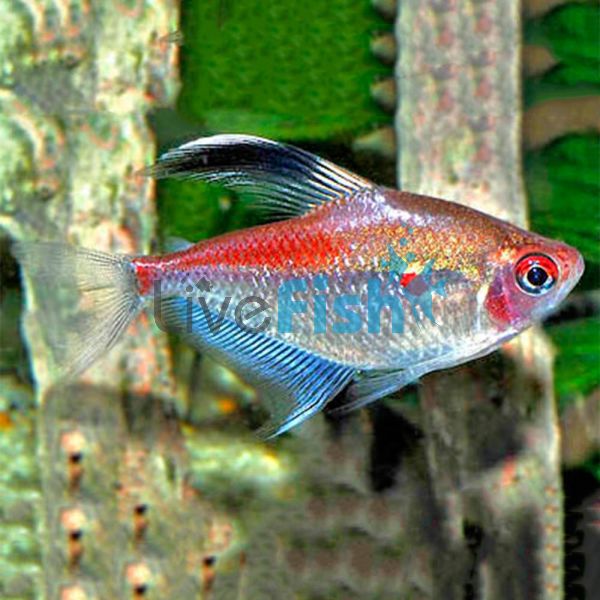 Flameback Bleeding Heart Tetra 3.5cm