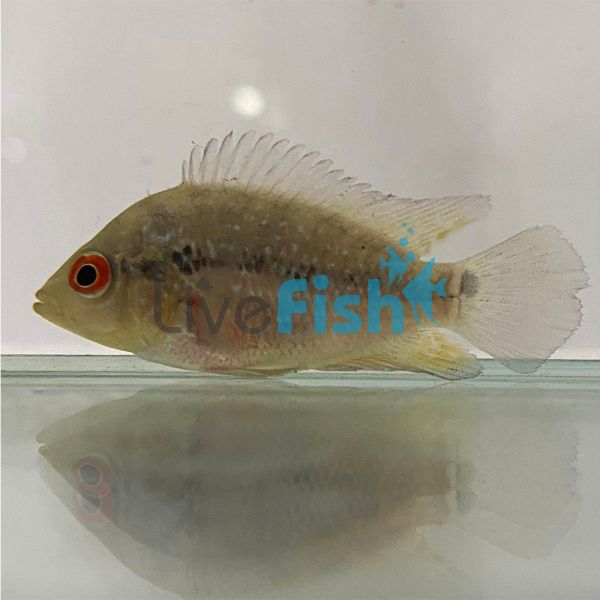 Flowerhorn Cichlid 5cm