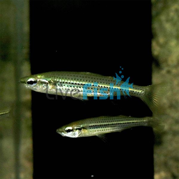 Fly Speckled Hardy Head 5cm