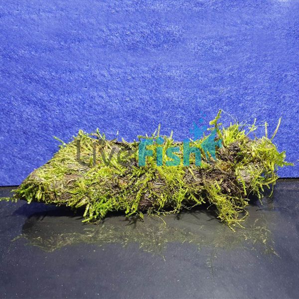 Fontinals - Medium Diftwood