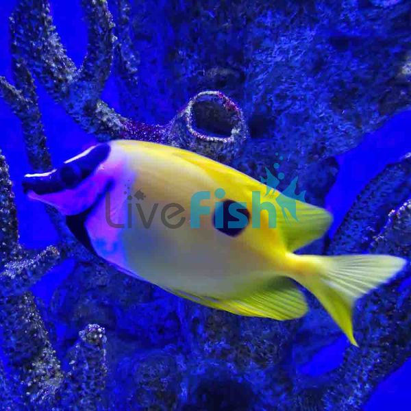 Foxface One Spot Rabbitfish - Small