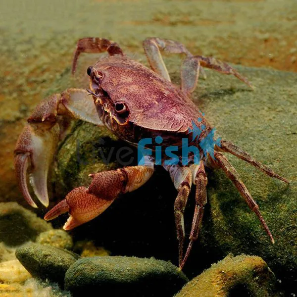 Freshwater aquarium crabs best sale