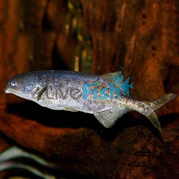 Freshwater Dolphin Nigeria - Wild Caught 5cm