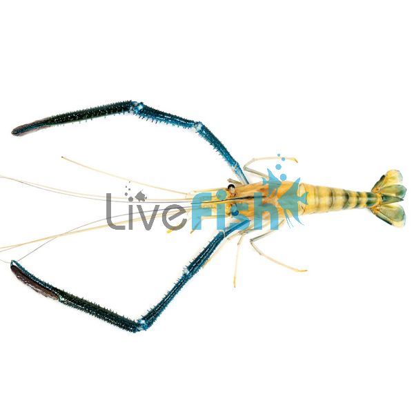 Freshwater Prawn Long Claw 10cm