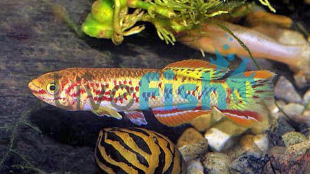 Gardneri Gold 3cm