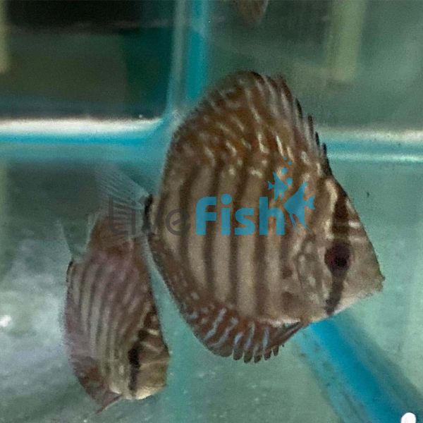 Galaxy Turquoise Discus 7cm