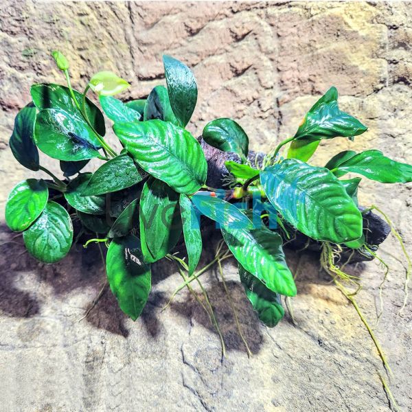 Garden - Nano Rainforest