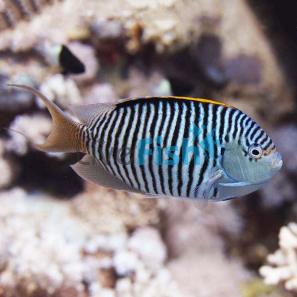 Male Zebra Angelfish - Medium