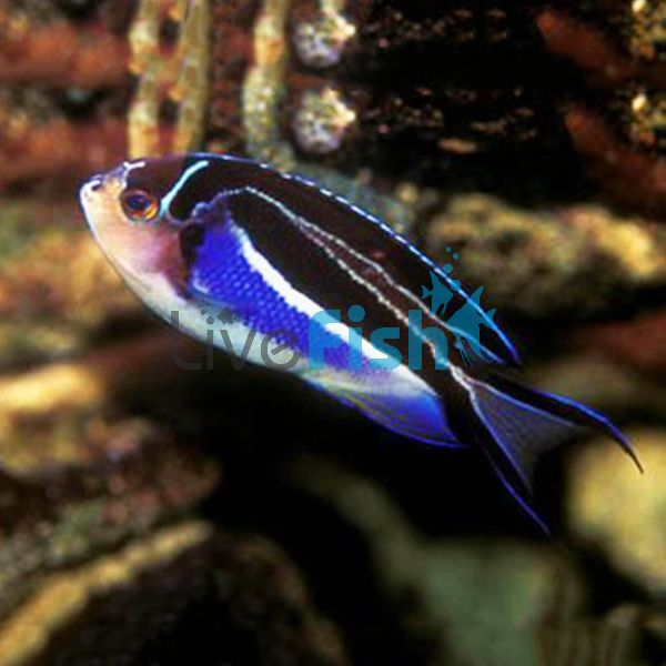 Bellus Swallowtail Female Angelfish - Small