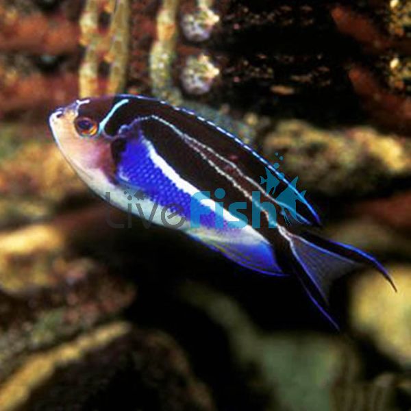 Female Bellus Swallowtail Angelfish - Large
