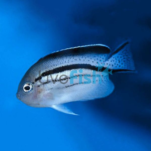 Angelfish Lamarck's - Small 