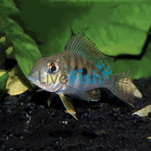 Geophagus Red Horseface 4cm