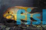 Geophagus Braziliensis Pearl Horseface 5cm