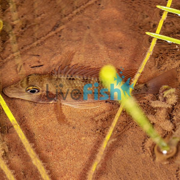 Green Horseface 4cm