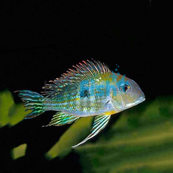 Tapajos Orange Head 3.5cm