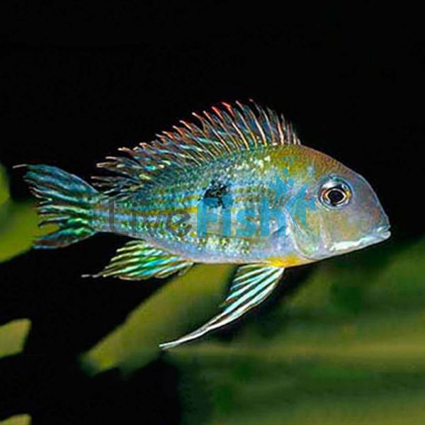 Tapajos Orange Head 4.5cm