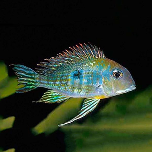 Tapajos Orange Head 4cm