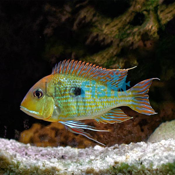 Tapajos Orange Head 5cm