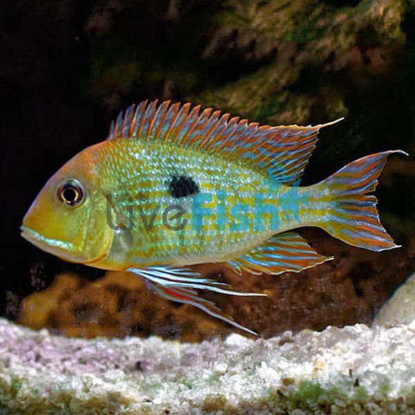 Tapajos Orange Head 7cm
