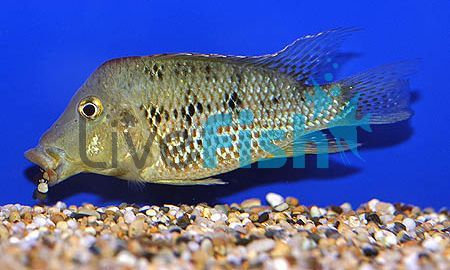 Geophagus Steindachneri - Red Hump 5cm