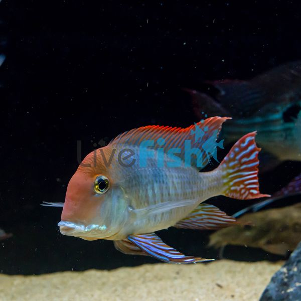 Geophagus Alto Sinu Tapajos 6cm