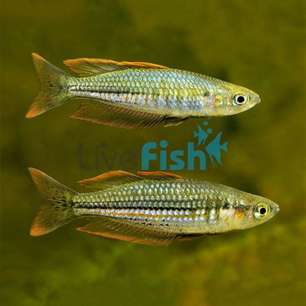 Exquisite Rainbow - Bindoola Creek 7cm