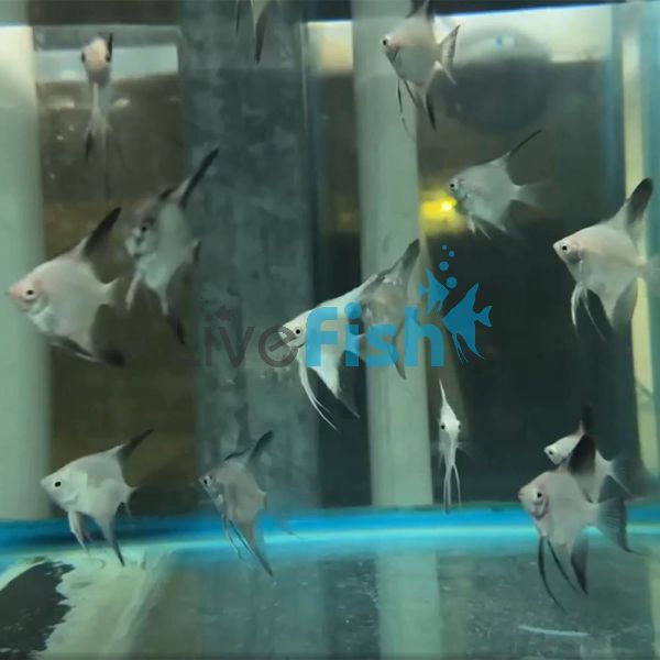 Ghost Angelfish 3.5cm