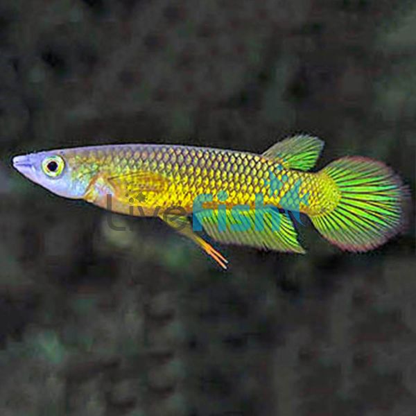 Giant Gold Panchax 3cm