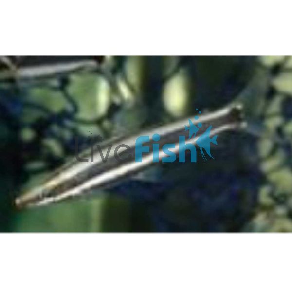 Giant Black Lined Pencilfish 5cm