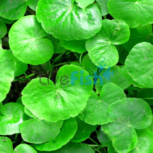 Giant Cardamine Bunch