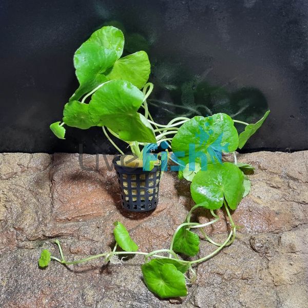 Giant Cardamine Emersed - Pot 