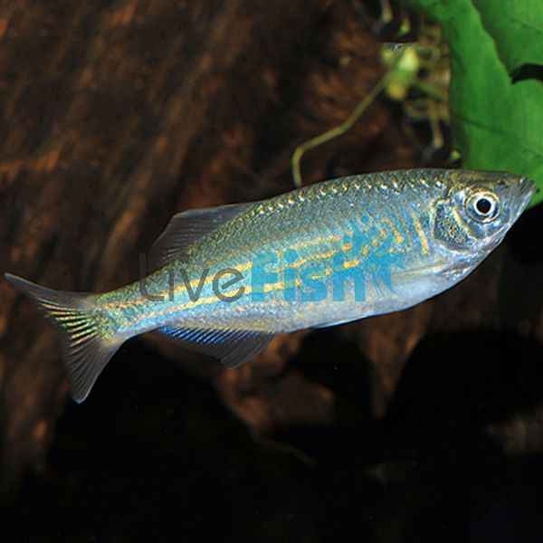 Giant Danio 8cm