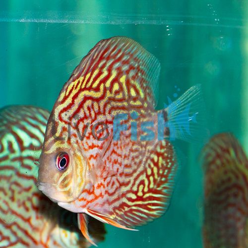 Giant Flora Turquoise Discus 5cm
