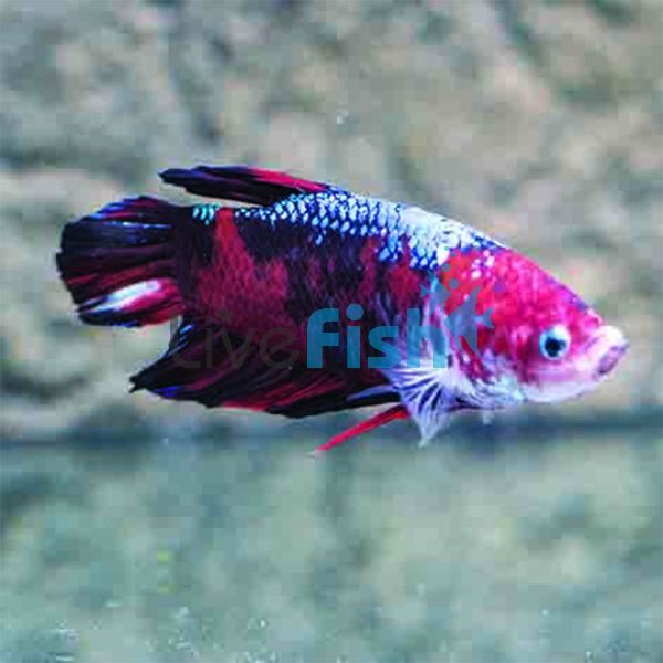 Male Giant Koi Betta 7cm