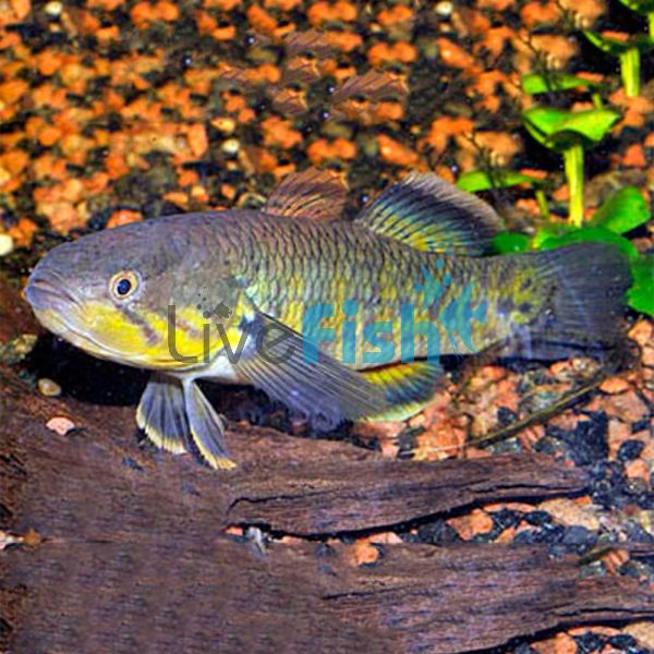 Snakehead Gudgeon 18cm