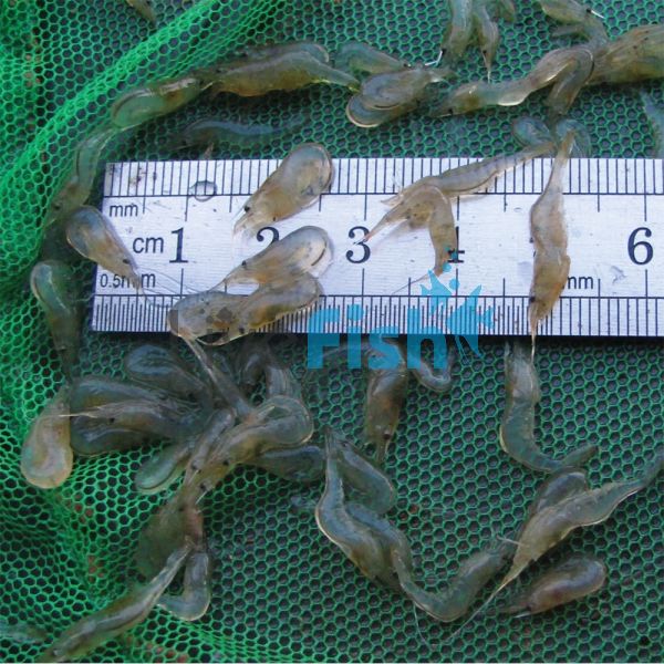 100x Glass Shrimp 1-2cm