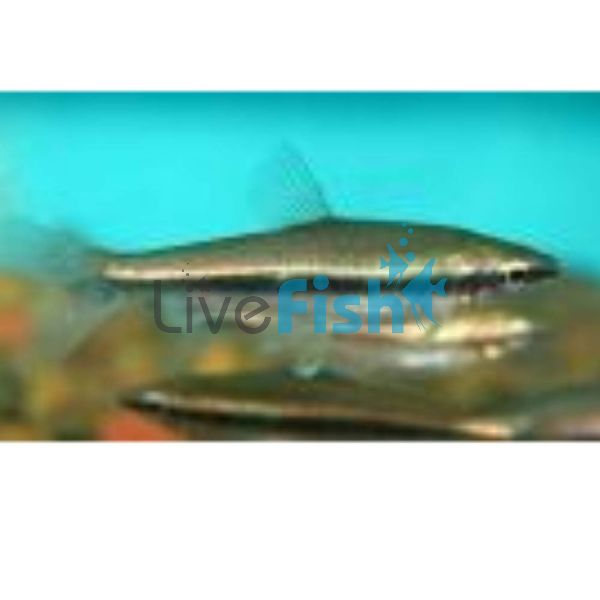 Glittering Pencilfish 2cm