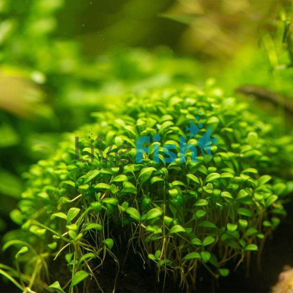 Glossostigma - 5cm Pot