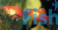 Neon Orange Platy 4cm